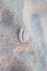 Large light shell on white sand view from above