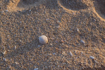 Oval textured shell on the sand top view
