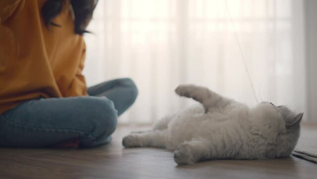 Woman using cat toy playing with her grey persian cat on the floor in living room, Pets owner relationship concept.