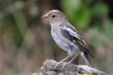 pinson des arbres femelle juvénile