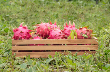 Wooden basket of dragon fruit, pitahaya fruit or pitaya fruit on grass floor in local fruit garden of asian people.