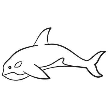 Killer whale outline vector illustration.Hand drawn killer whale.Underwater world.Marine life.Isolated on white background.