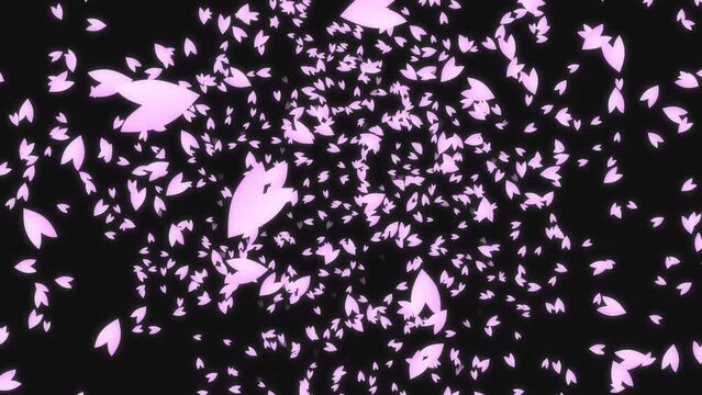 Pink cherry petals falling from the night sky, black background. Spring time in Japan.