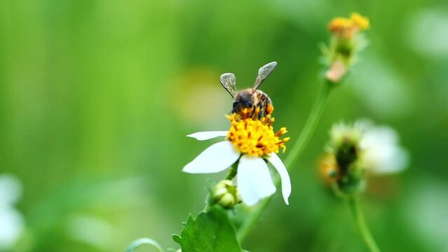 A bee on a flower just looking for nectar in a flower, video for nature background