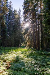 Vertical of a pathway in a green pine forest in Yosemite National Park