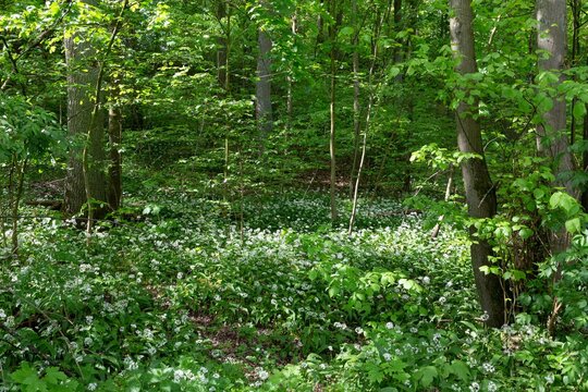 A carpet of flowering wild garlic grows under trees in the forest.