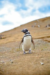 Adorable penguin enjoying a sunny day on the beach, standing on the sand in a relaxed posture