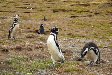 Fototapeta premium Group of penguins from Magdalena Island in Patagonia gather together along a picturesque beach