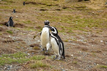 Fototapeta premium Adorable penguin enjoying a sunny day on the beach, standing on the sand in a relaxed posture