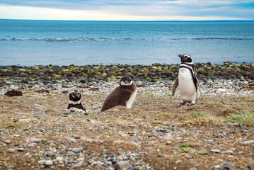 Obraz premium Group of penguins from Magdalena Island in Patagonia gather together along a picturesque beach