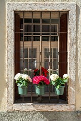 Fototapeta na wymiar Vertical of white and red flowers on the window ledge on a summer day in Lazise, Northern Italy