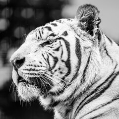 white tiger