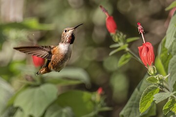 Closeup of a hummingbird flying near red orchid flowers on a shrub