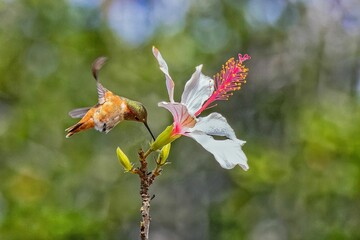 Vibrant hummingbird perched on a colorful flower with its wings outstretched.