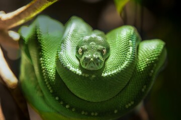 Stunning view of a green python perched on a branch in a zoo animal exhibit