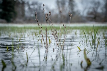 a bunch of water plants are out in the pond and