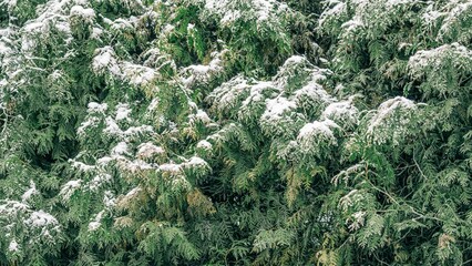 an image of some bushes with snow on them and green trees