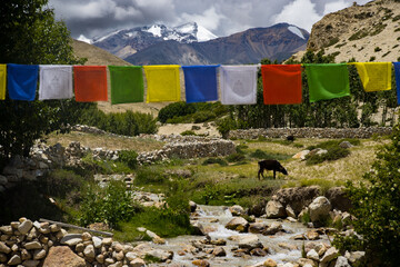 Green Desert and Himalaya with Prayer Flags, Cow Grazing and River in Upper Mustang of Nepal