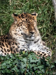 Beautiful leopard lounging in the Parc de la Tete d'Or in Lyon, France, basking in the sun
