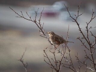Small brown bird perched atop a branch of a tree, looking off into the distance