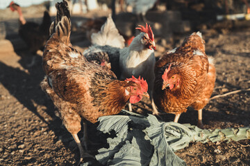 portrait of hens and rooster in the wild under sunlight