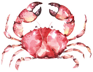 Fresh sea food.Crab hand drawn in watercolor.Sea creatures.