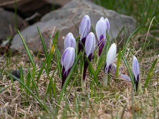 Vibrant crocus flowers in the field