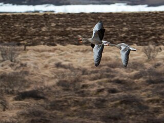 Wild geese flying high over the field, Iceland
