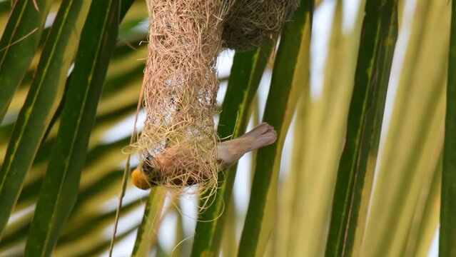 A weaver bird is weaving its nest, using its beak and claws to weave blades of grass together into an intricate and complex structure. The bird is focused and determined, and its movements are precise