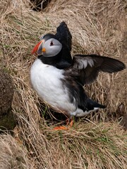 a bird with orange legs and black and white wings, sitting in the middle of