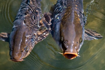 Two carp fish swimming in the water