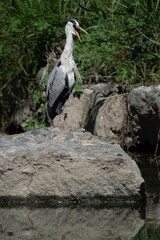 Gray heron (Ardea cinerea) perched atop a rocky shoreline