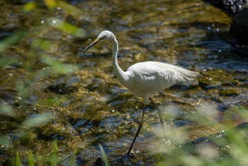White eastern great egret (Ardea alba modesta) standing in the shallow waters of a lake