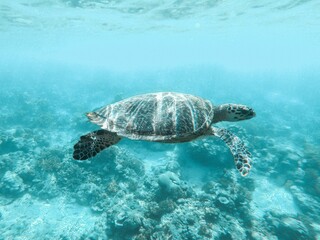Obraz na płótnie Canvas Sea turtle peacefully gliding through the clear blue waters of the ocean