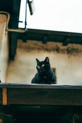 Cute black cat resting on the rooftop looking around.
