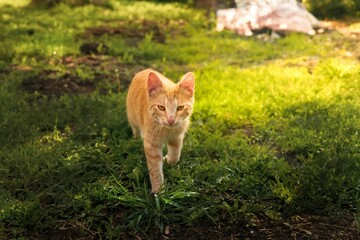 Naklejka na ściany i meble Orange cat strolling through a lush, grassy park area.