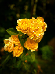 yellow roses in garden