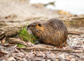 Closeup of a nutria (Myocastor coypus) near a pond