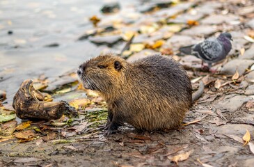 Closeup of a nutria (Myocastor coypus) near a pond