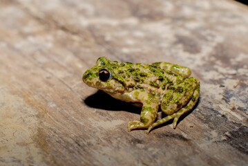 Closeup of a common parsley frog (Pelodytes punctatus) on the ground