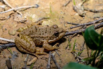 Closeup of a common frog, Pelophylax perezion, on the ground