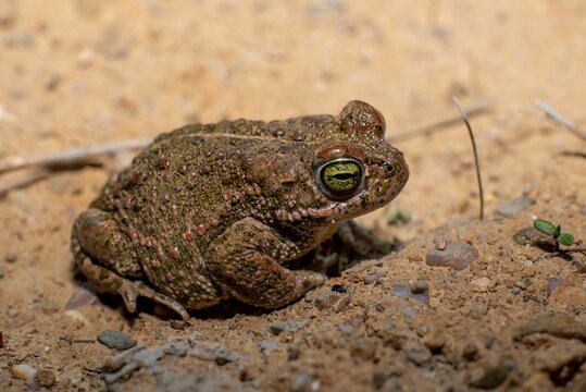 Closeup of a Natterjack toad (Epidalea calamita) on the ground