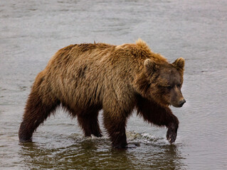 Brown bear in the water in Alaska
