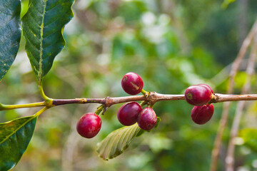 Cultivo de Café en Pluma Hidalgo Oaxaca