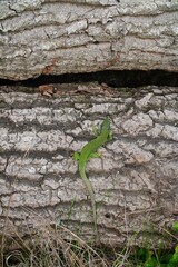 Close-up image of an emerald green lizard perched on a wooden surface
