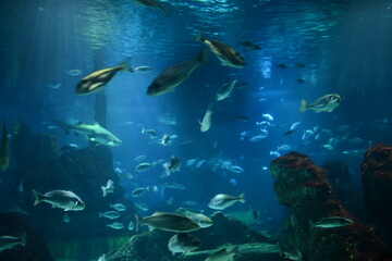 large sea fish in a large aquarium in the building