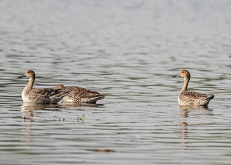 Flock of brown ducks floating on a tranquil lake surface