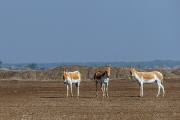 Herd of Persian onagers seen grazing on a barren landscape