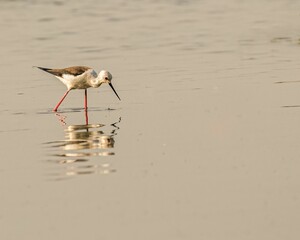 Solitary black-winged stilt bird wading in a shallow pond