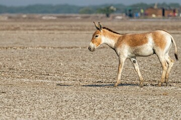Single Persian onager grazing on a barren landscape